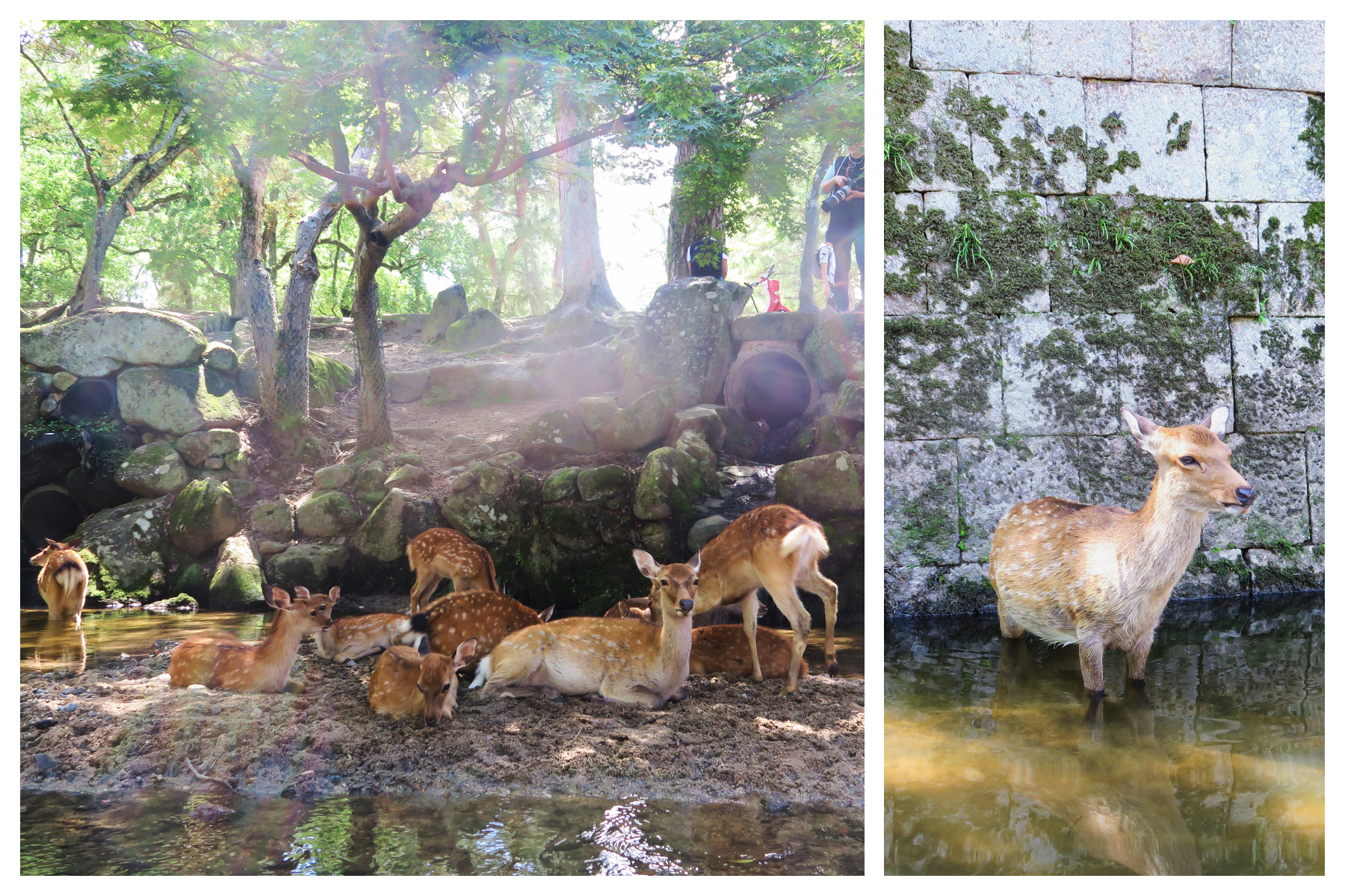東大寺前的鏡池，一大群洗澡乘涼的小鹿。