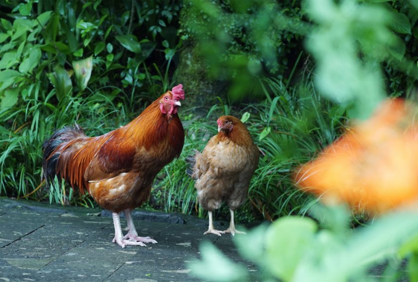 雅敘苑 園內不時可見雞群昂然踱步，橫行四處，樸拙的公雞圖樣野在各角落可見。