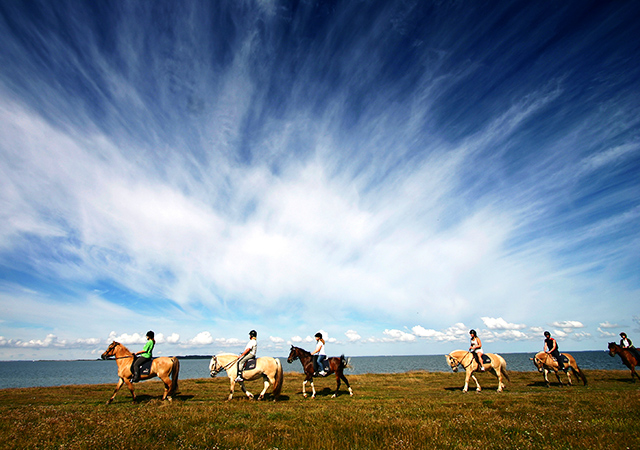 冰島馬騎乘體驗