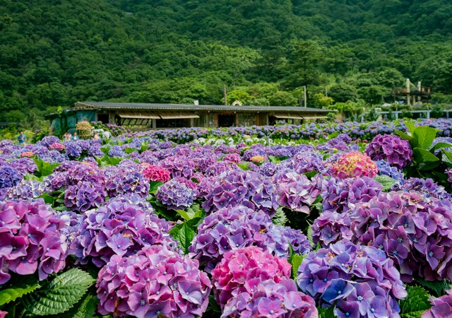 竹子湖紫陽花