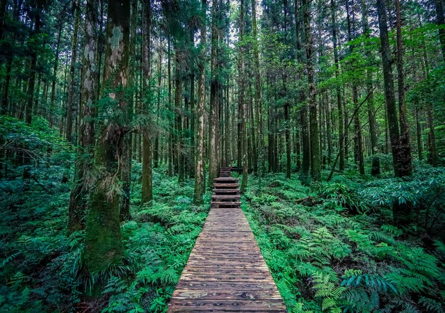 森林童話迷宮