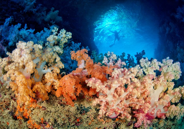 小藍洞七彩軟珊瑚區