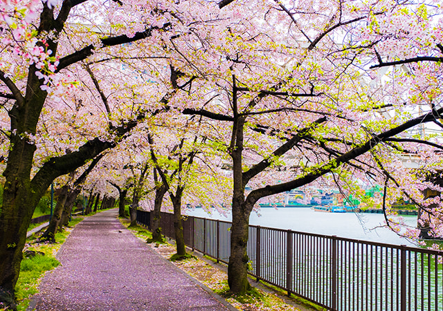 毛馬櫻之宮公園