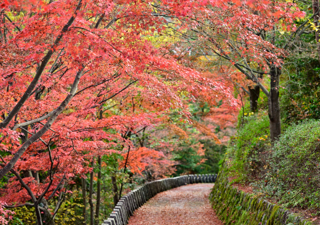 吉野山．吉野之道