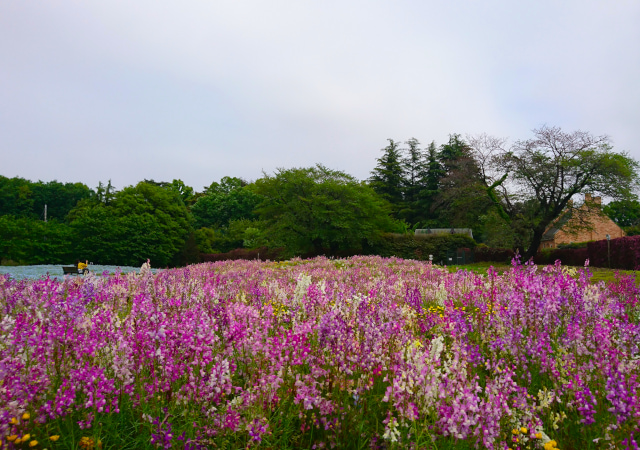 東武寶藏花園