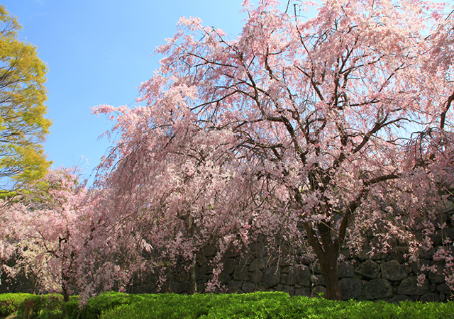 舞鶴公園