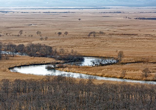 釧路溼原