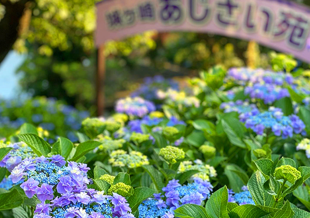紫陽花苑
