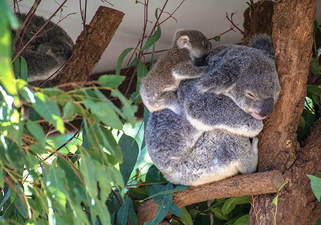 龍柏動物園Lone Pine Koala Sanctuary