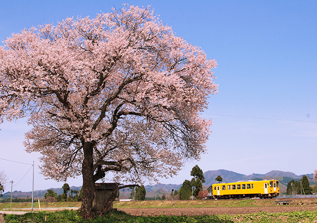 秋田內陸懷舊小火車