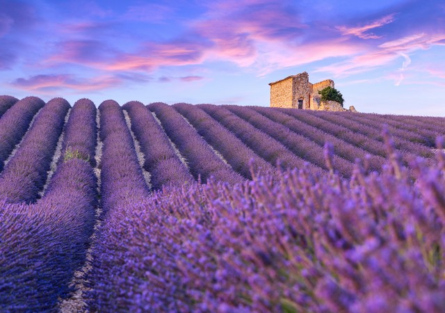 瓦朗索爾Valensole