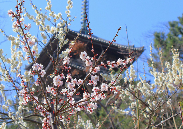 三溪園