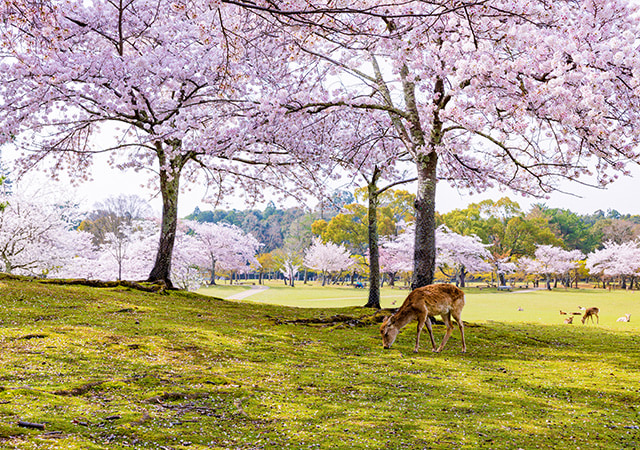 奈良公園