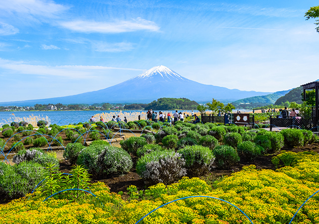 富士大石花園平台