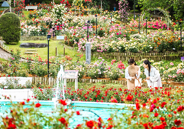 花卷溫泉玫瑰園