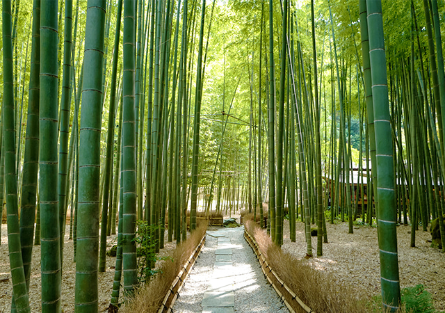 報國寺