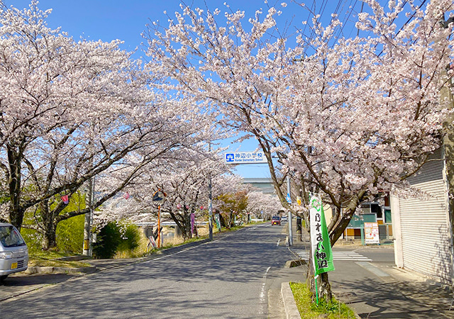 太岡寺畷櫻花步道