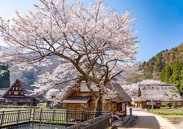 五箇山菅沼合掌造集落