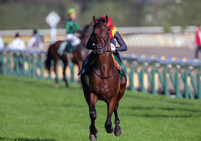 東京競馬場