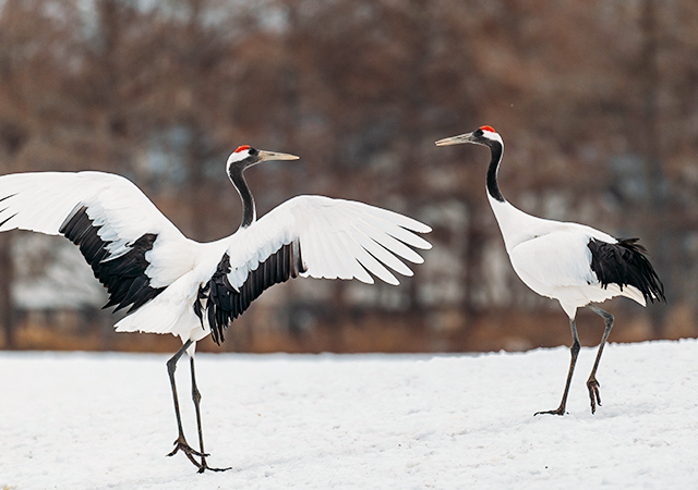丹頂鶴自然公園