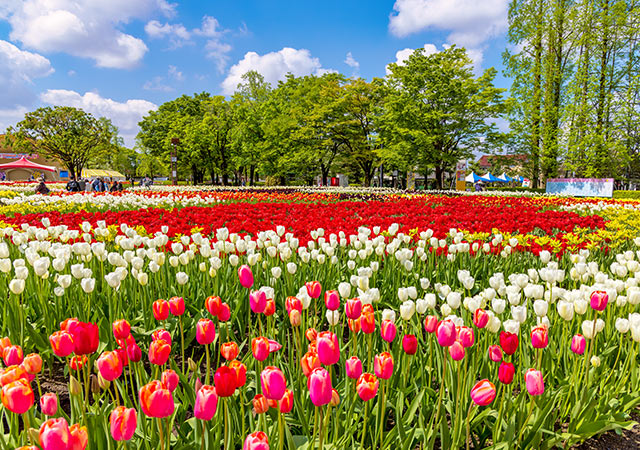 礪波鬱金香博覽會