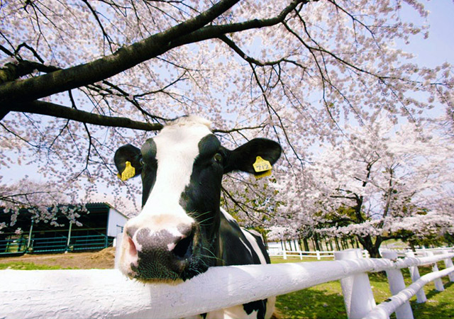 伊香保GREEN牧場