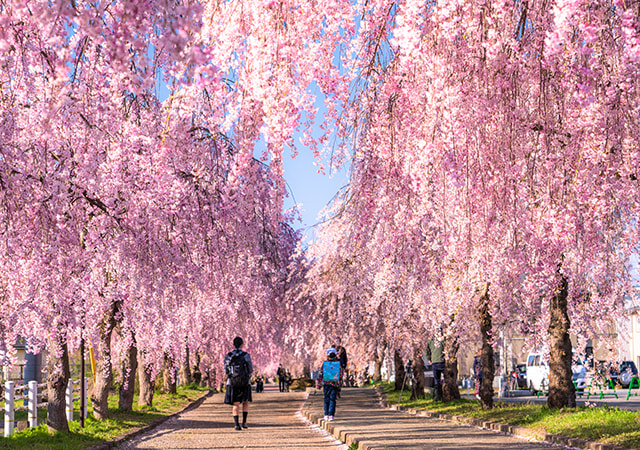 日中線紀念櫻花步道