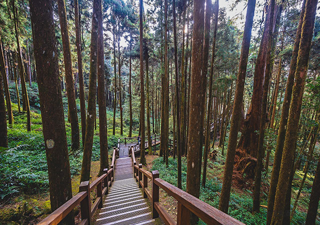 阿里山森林遊樂區