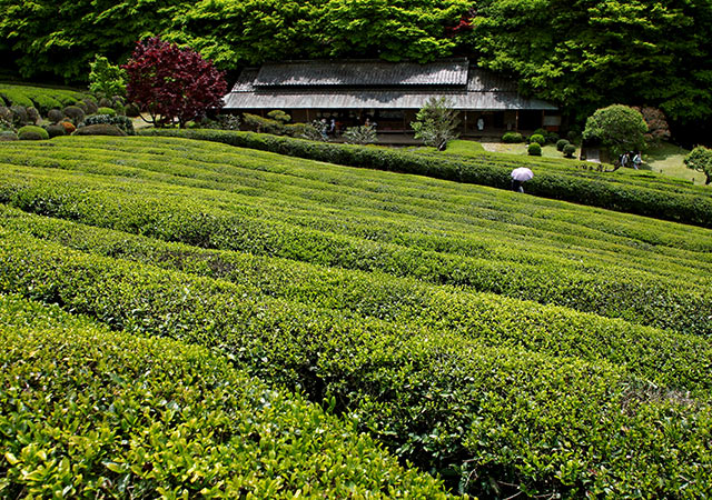 慧洲園．陽光美術館