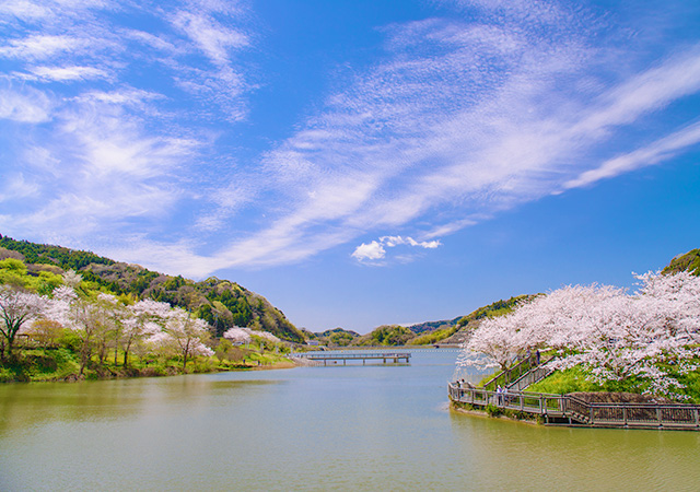 秘境河畔櫻花祭