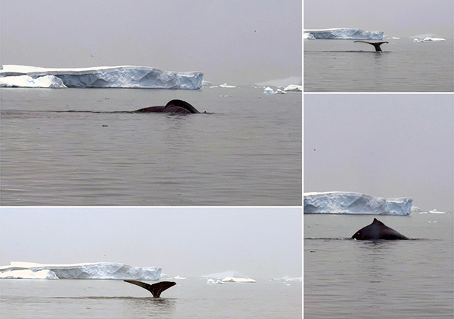 邂逅南極主人．鯨魚群
