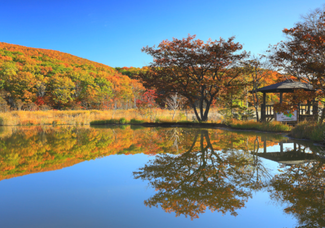 八幡平．御在所園地濕原散策