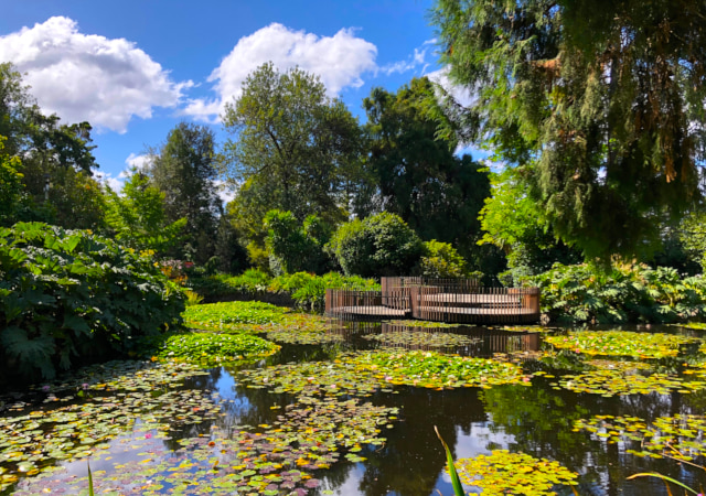 皇家植物園 Royal Tasmanian Botanical Gardens