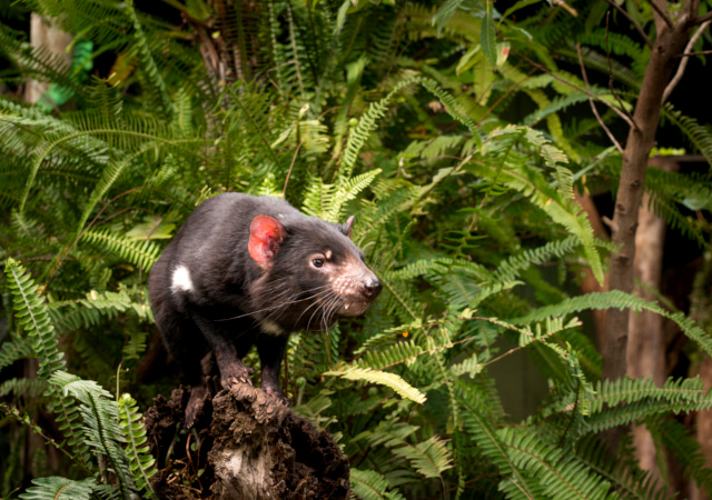 野⽣動物保護基地Wildlife Sanctuary