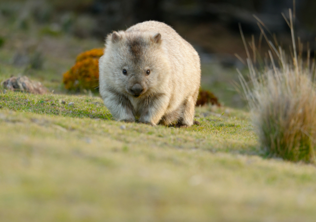 搖籃⼭國家公園Cradle Mountain National Park