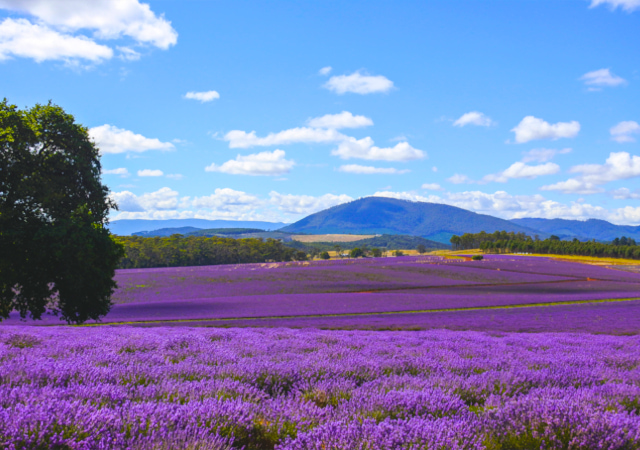 薰衣草莊園 Bridestowe Lavender Estate