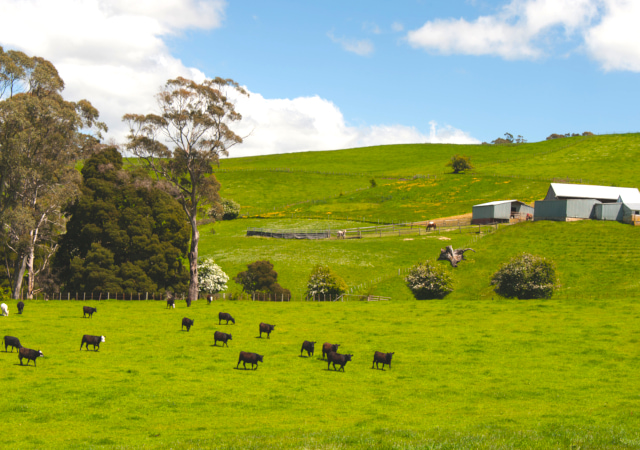 派恩加納牧場 Pyengana Dairy Company