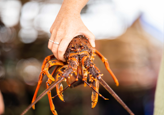 海鮮誘惑巡航之旅 Seafood Seduction Cruise