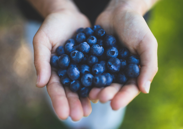 果園採果體驗PYO Fruit Tour