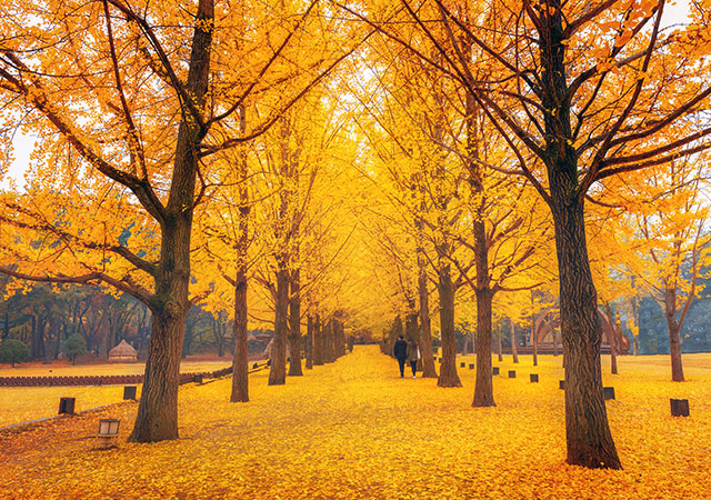 南怡島 Nami Island