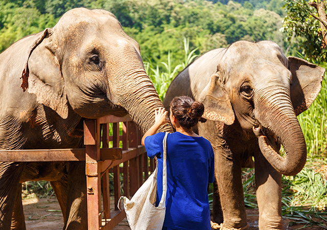 清邁大象保護營