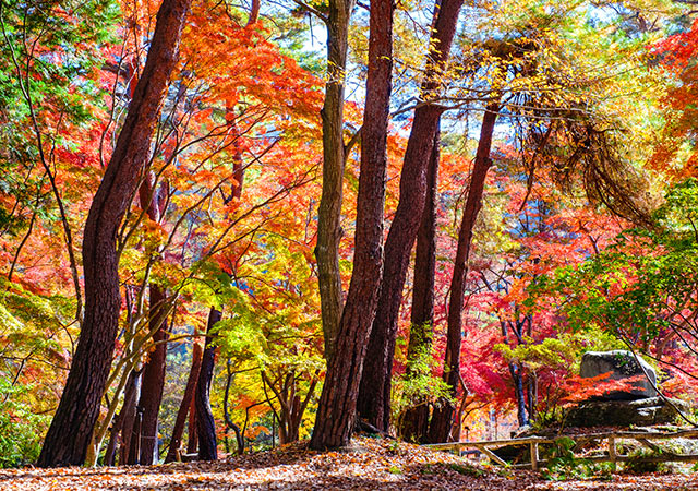 月之石紅葉公園