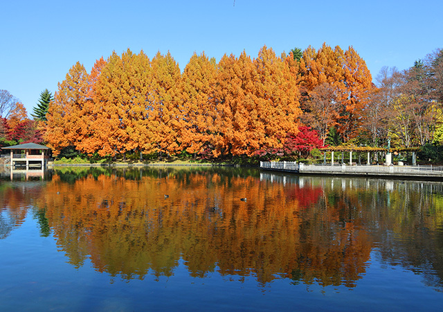 栃木縣中央公園