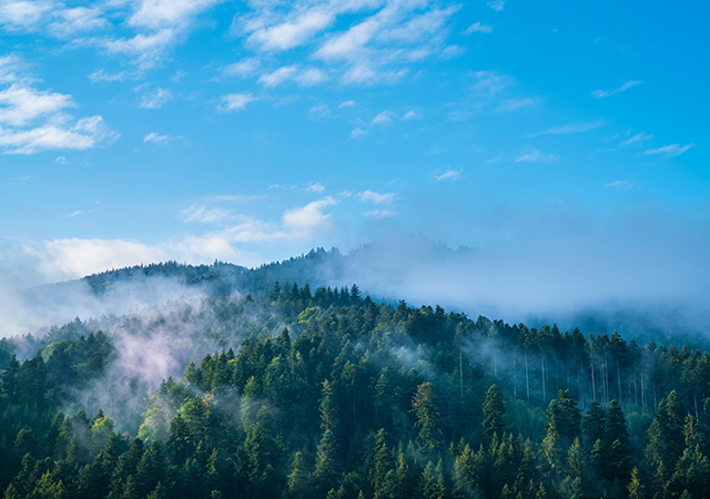 黑森林 Schwarzwald