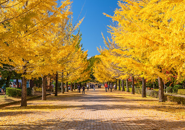 秩父繆斯公園