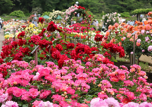 神代植物公園