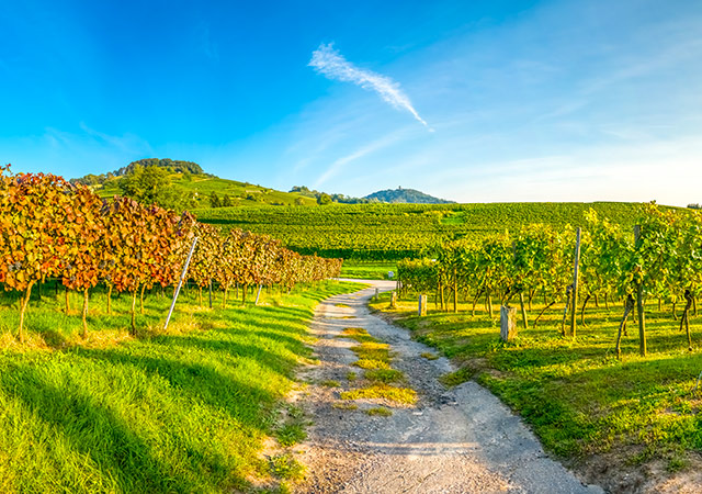 巴羅莎谷Barossa Valley