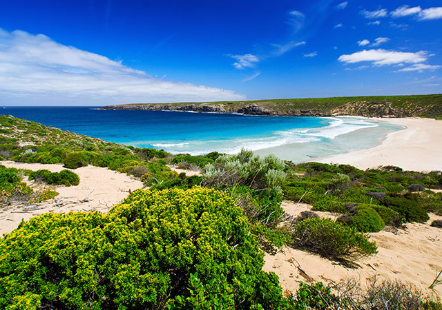 袋鼠島生態奇遇Kangaroo Island