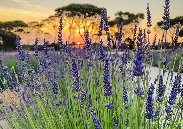 鴯鶓灣薰衣草農場Emu Bay Lavender Farm