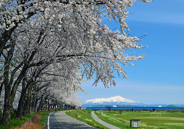 赤川土手櫻並木